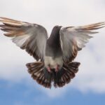Dove flying with wings spread against a pale sky