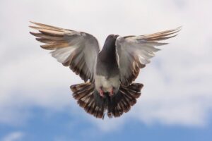 Dove flying with wings spread against a pale sky