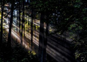 Sunbeams streaming through a dark forest