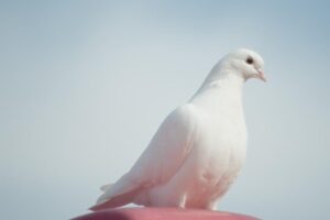 White dove perched against a soft blue background
