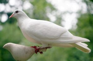 White dove close-up with a blurred green backdrop